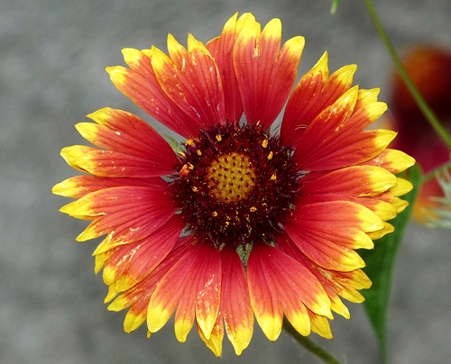 {Gaillardia pulchella}